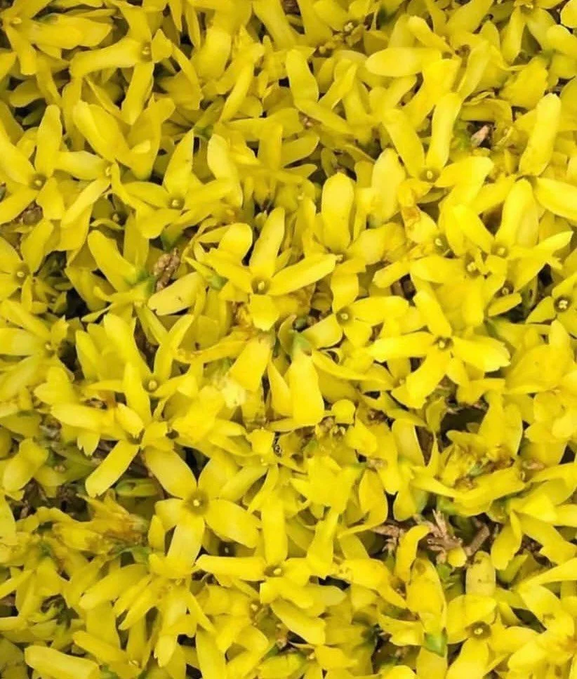 Nothing says it&rsquo;s Springtime like the bright yellow blossoms of forsythia! We added the flowers and stems to our dye pot and a few hanks of local wool. Results were sunshine in a skein 🌼
.
.
.
.
.
. 
.
.
.
#naturaldye #forysthia #naturaldyes  