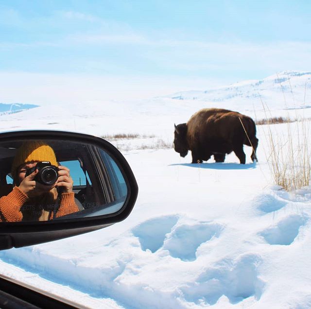 That time we had the bison range to ourselves and this one decided to come charging by our car 🐂
We were worried our vehicle wouldn't make it on the uncleared roads through the park but it turned out fine. A few more weeks when things get wet and mu
