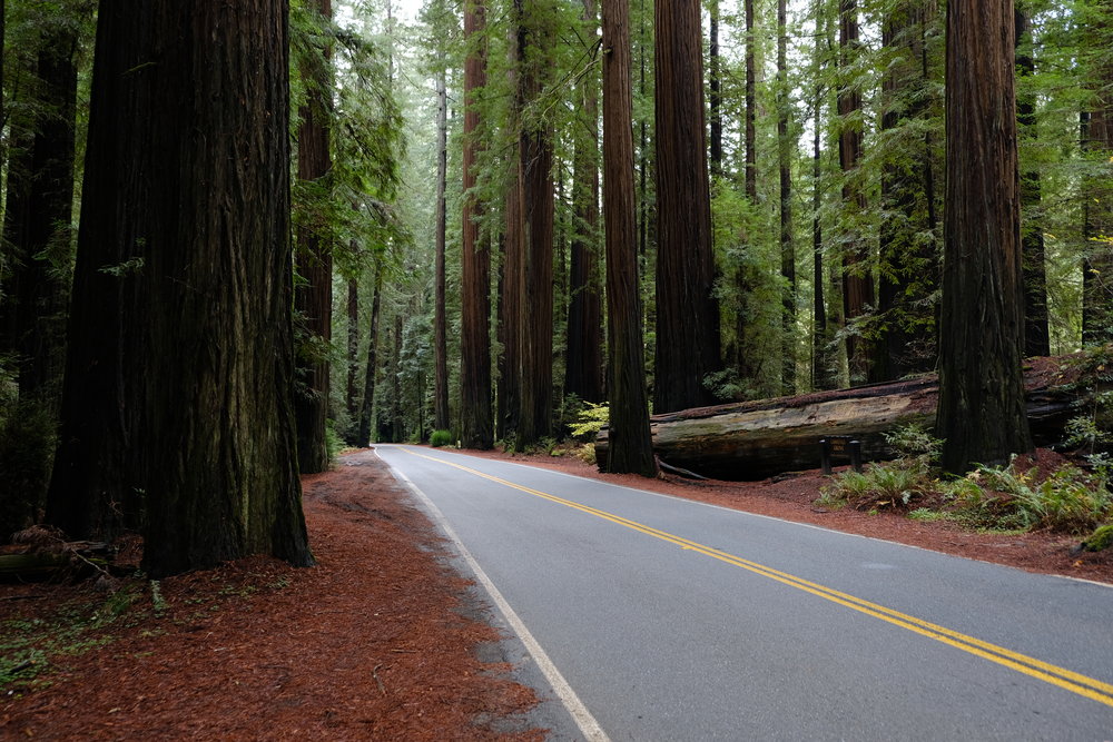 Northern California Coast Road Trip