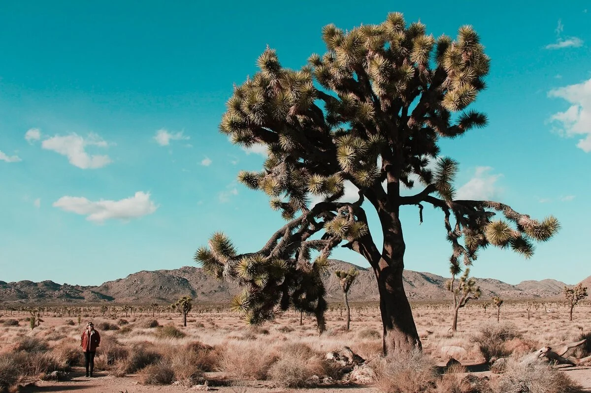 One Day Road Trip In Joshua Tree Driving Tour Of The Park S Highlight S Road Trip Usa