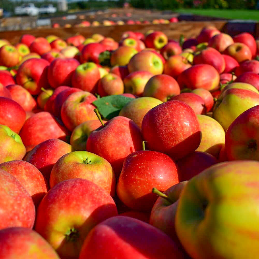 Apples In Walla Walla.jpg