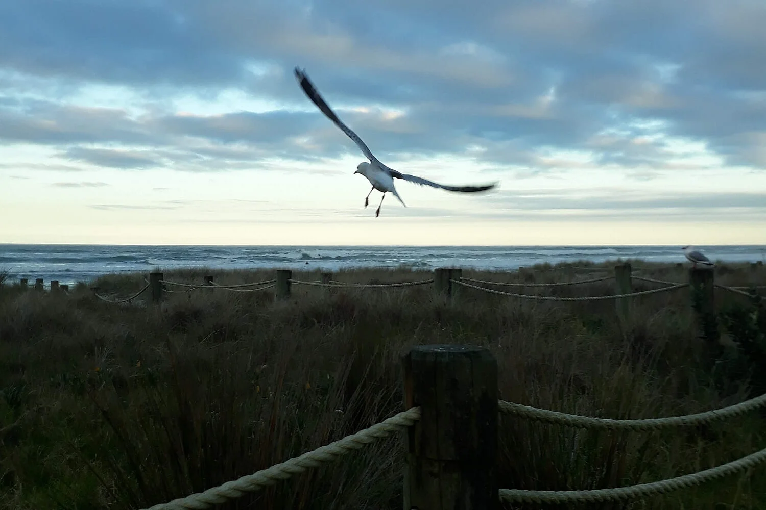 Seagull in Balance 1500x1000 tinified.jpg