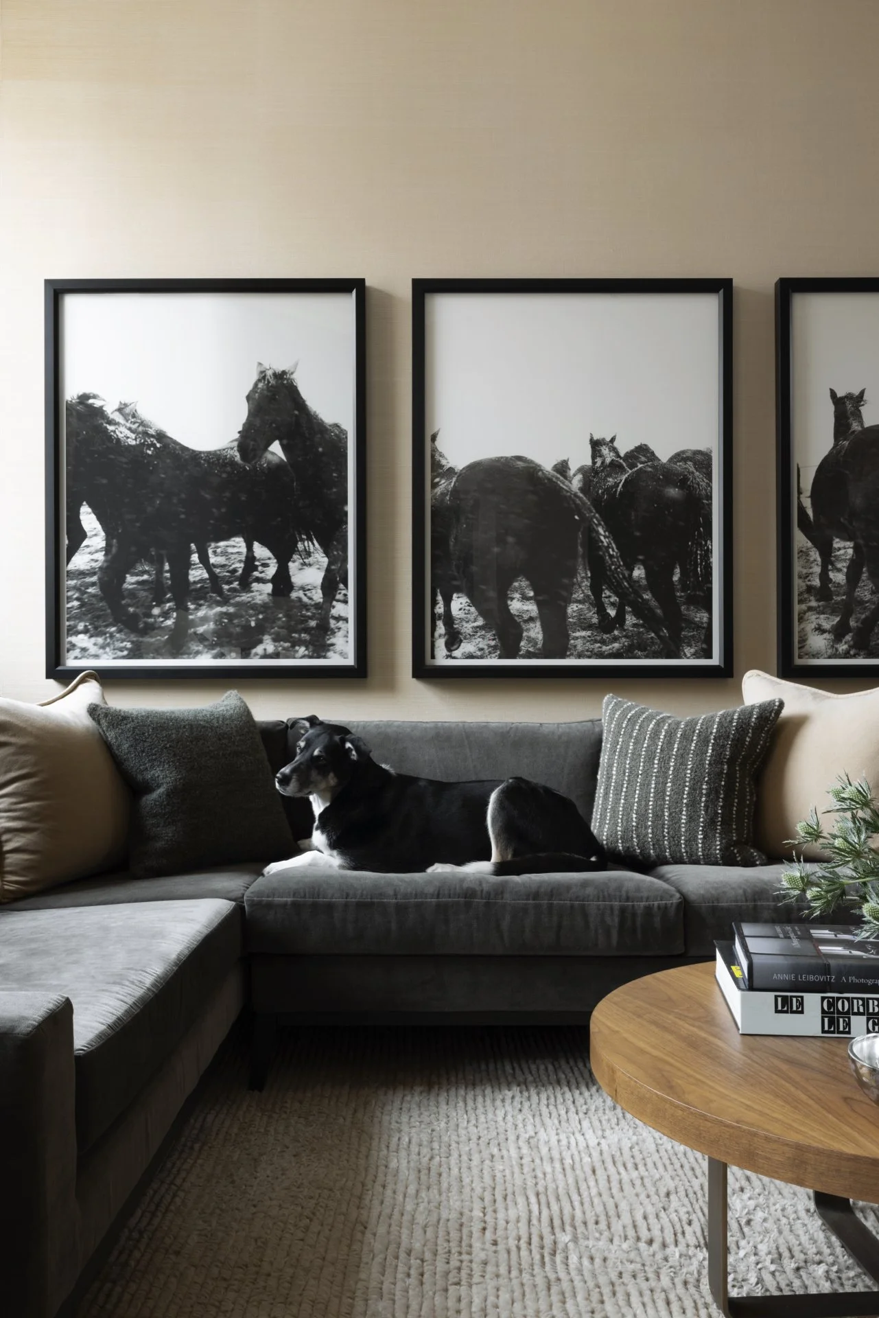 Karyn_Millet__KM_4498R_dog03.jpg