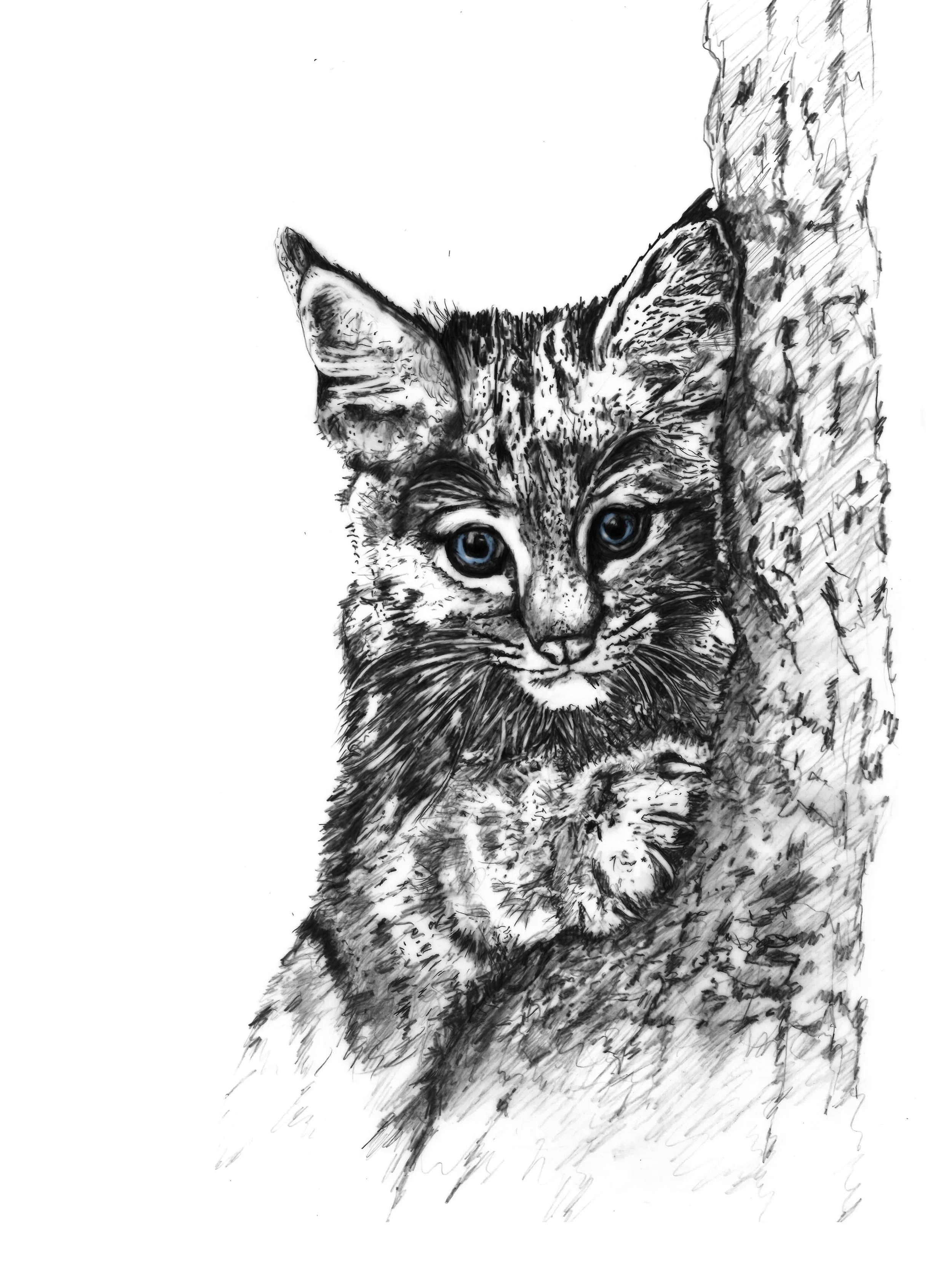 Bobcat Kitten - "Mimteh"  in Black
