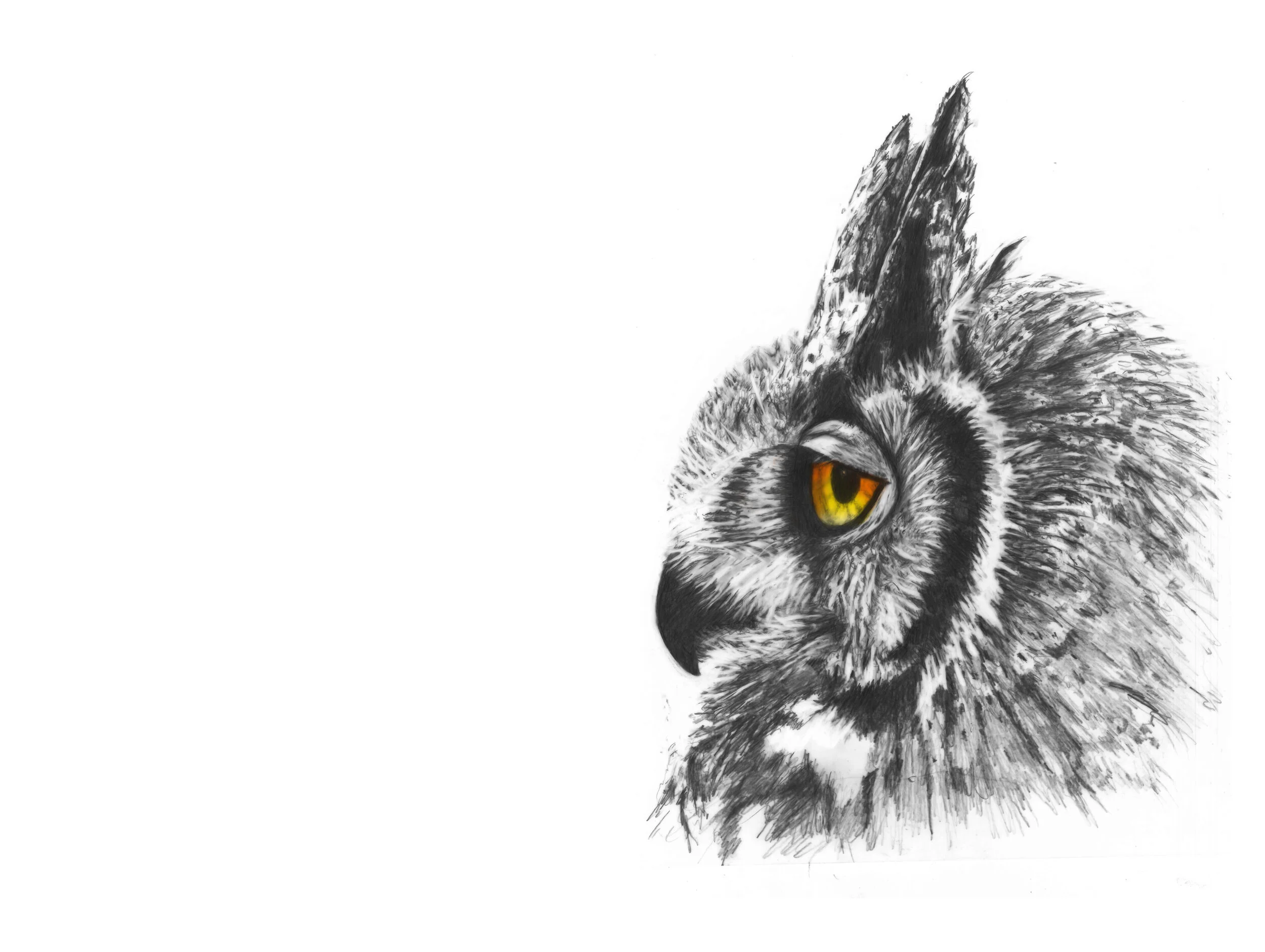 OWL WAHUHI COLOR EYES.jpg