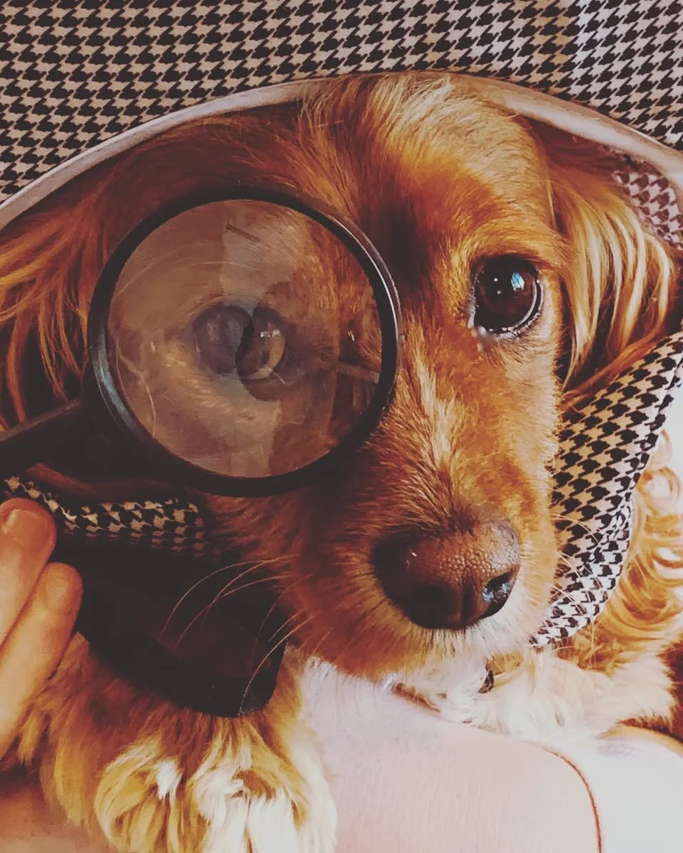 Meet Detective Doggo! This perceptive pooch is a pro at sniffing out clues and digging up evidence 🐕 🐾There is a pet-themed whodunit in our fast-approaching creative writing workshop, Mystery Mayhem &ndash; book your spot online now!
Thurs 1 Oct, 10am &ndash; 3pm  Hunters Hill $95
&bull;
&bull;
&bull;
#creativewritingworkshops #creativewritingforkids #huntershill #holidayworkshops #kidsactivities #holidayclasses #mysterywritingforkids #inklingwritingstudio
