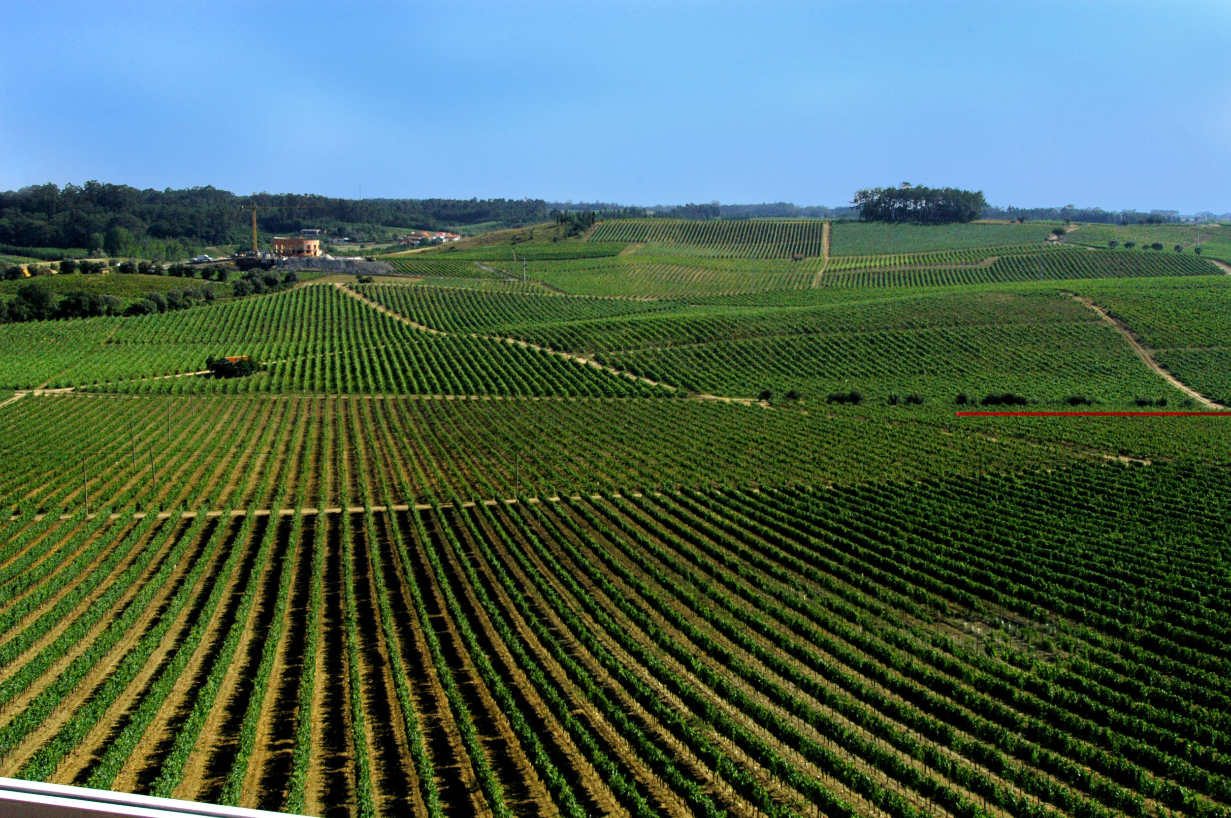 BAIRRADA_01_LUIS PAIS.JPG