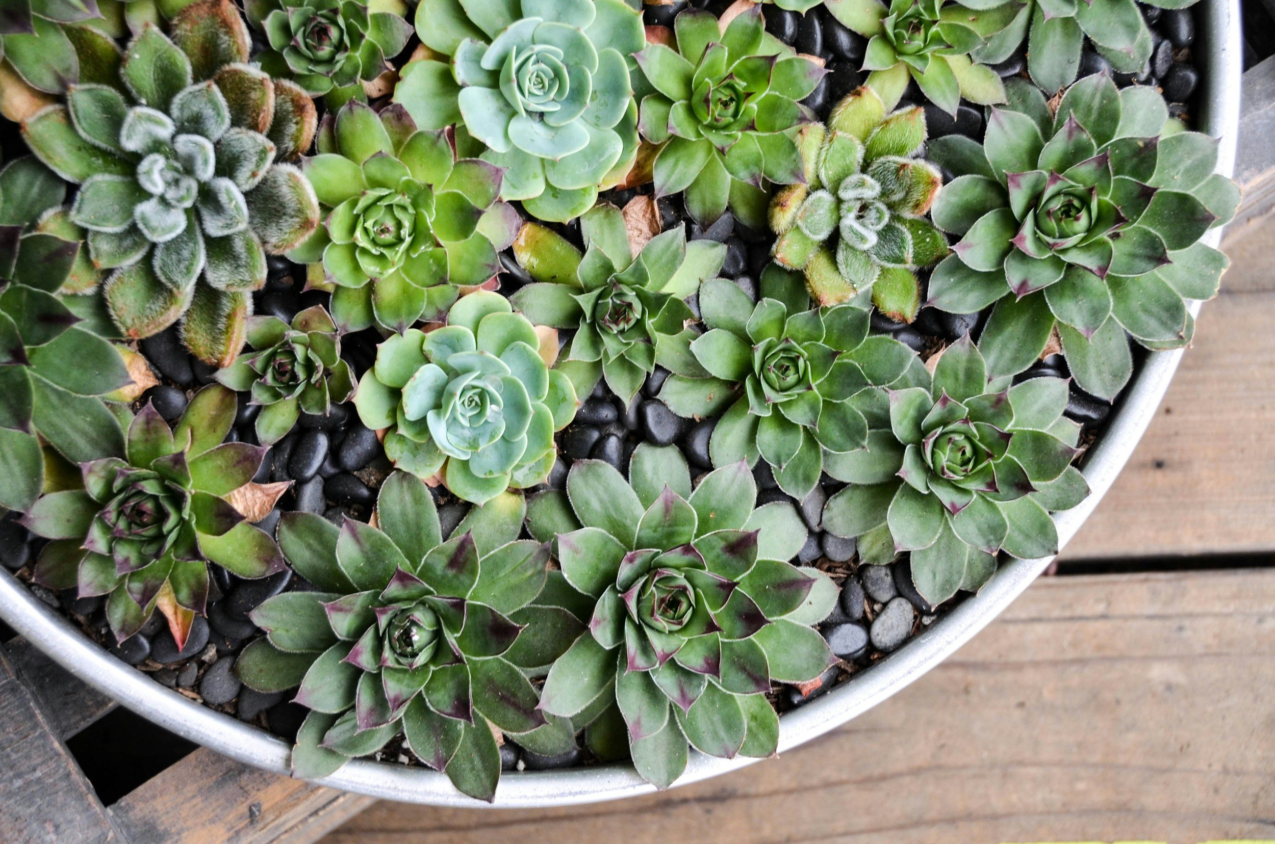 Workshop | Succulent Birdhouse Arrangement 