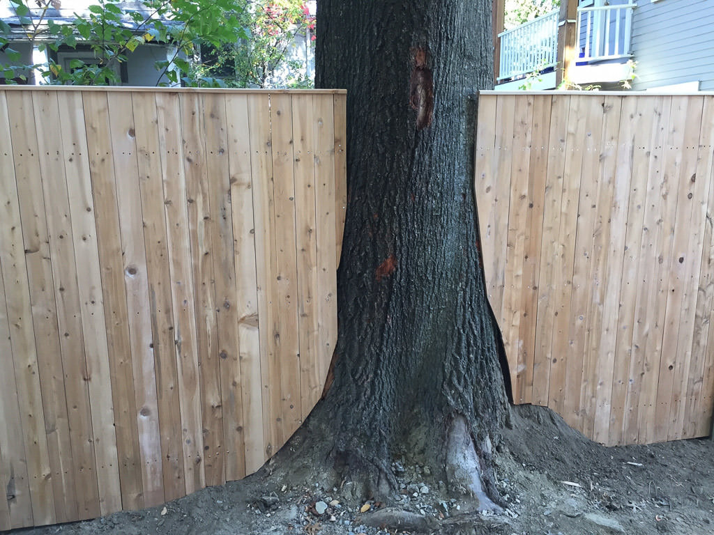 board fence around tree