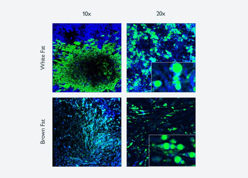 adultStemCells-gry.jpg