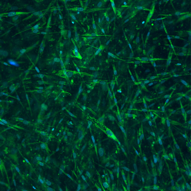 ObaCell imaged on Nikon A1 confocal microscope.
