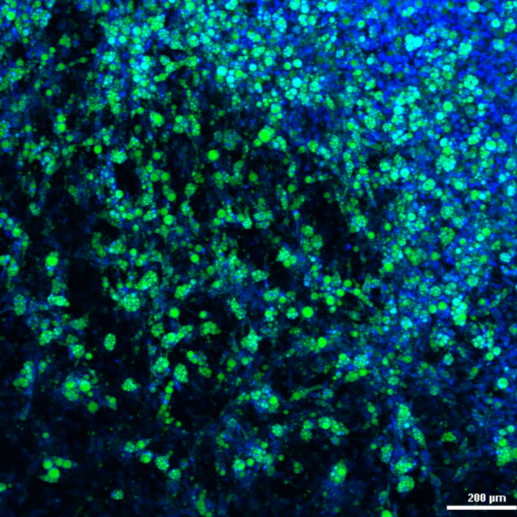 ObaCell imaged on Nikon A1 confocal microscope.