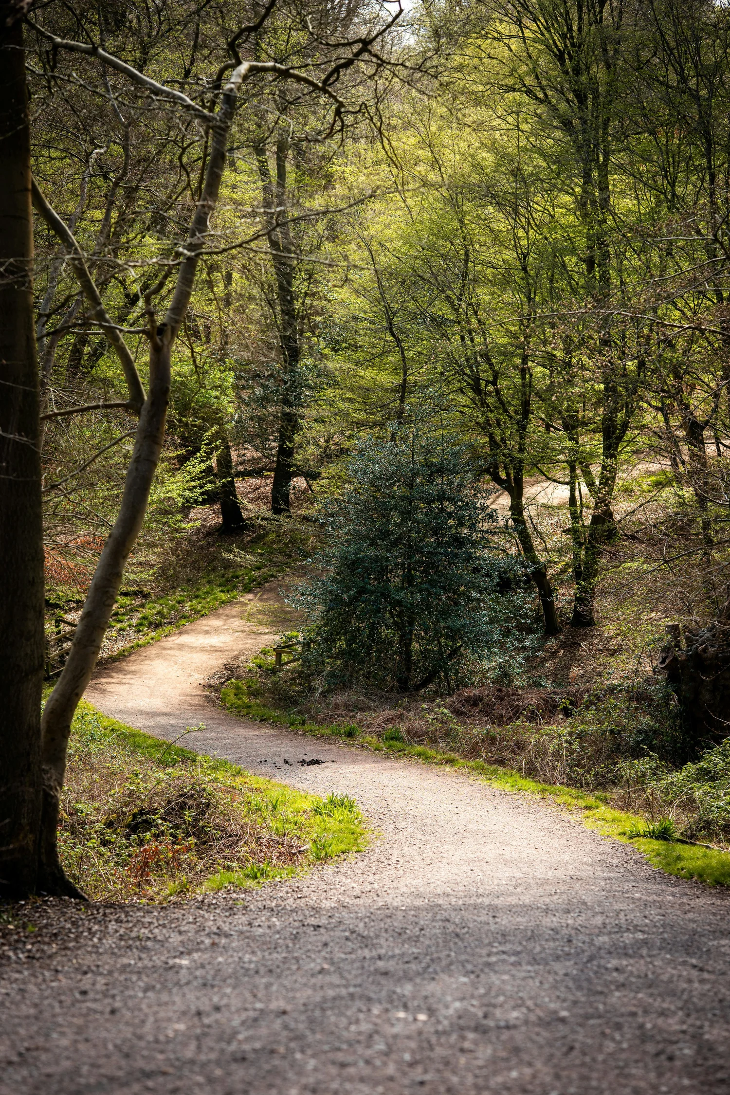 A gently winding path through a sunlit forest.