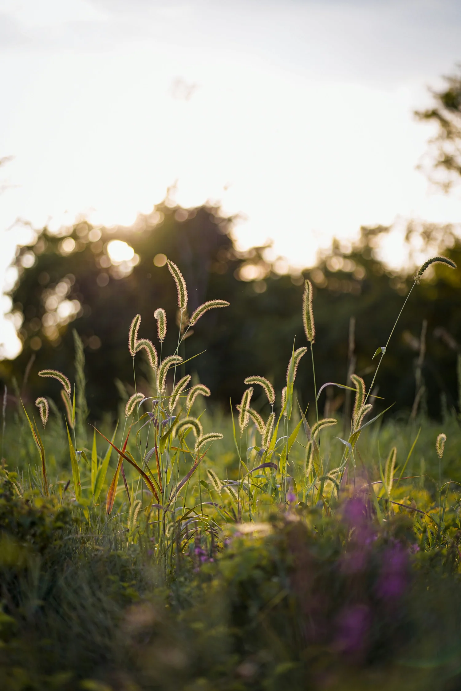 Soft sunlight falling across meadow grasses and wildflowers.