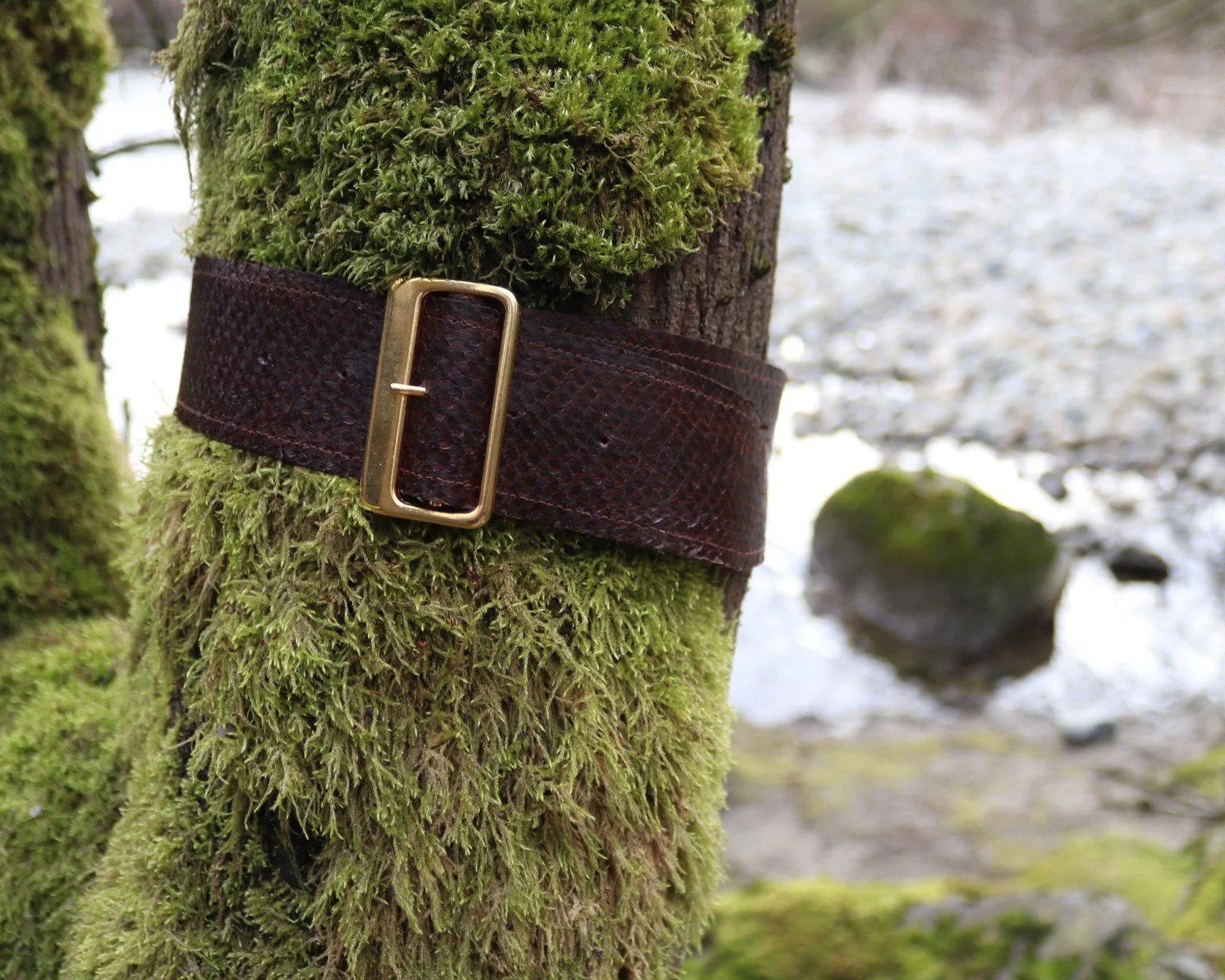 A 2" wide deep brown fish leather belt with a gold square buckle 