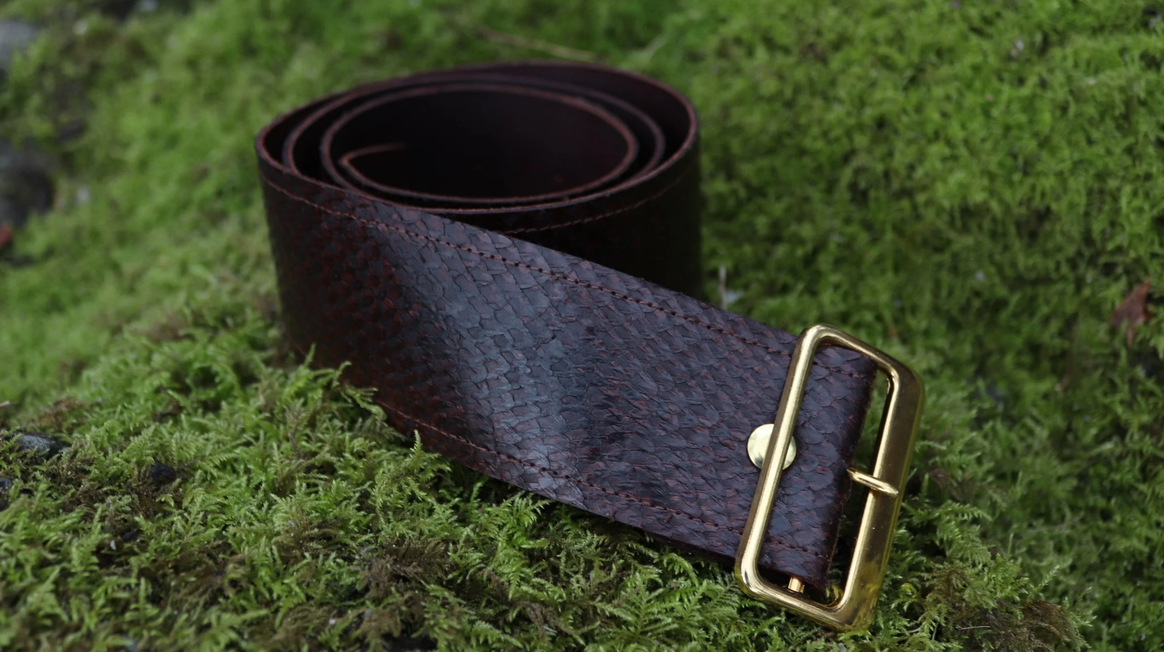 A 2" wide deep brown fish leather belt with a gold square buckle 