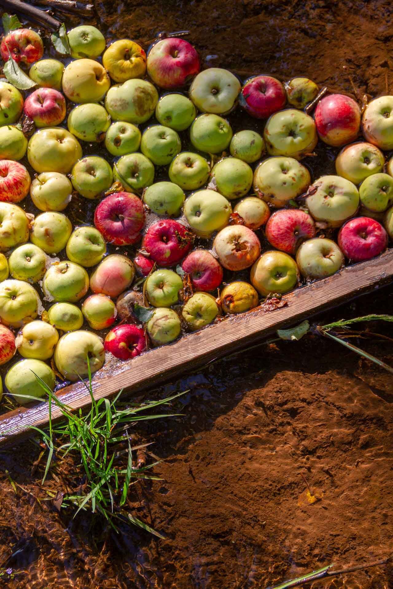 Farmstead Cider Apples