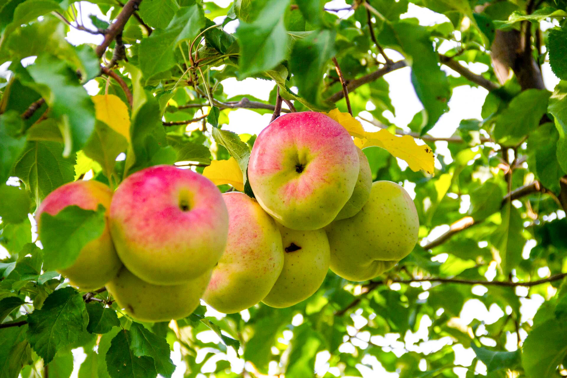 Farmstead Cider - Forgotten Apples