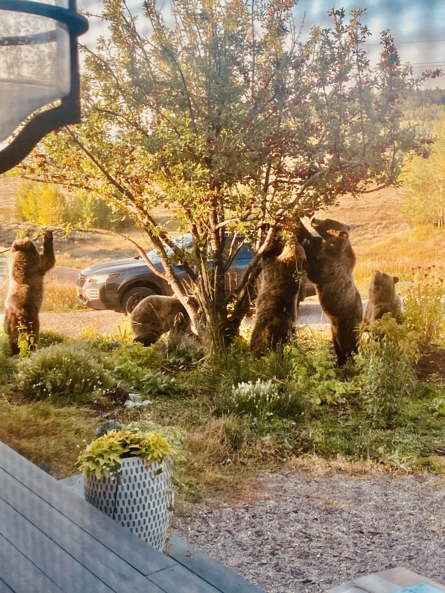 Tree Harvest Reservation