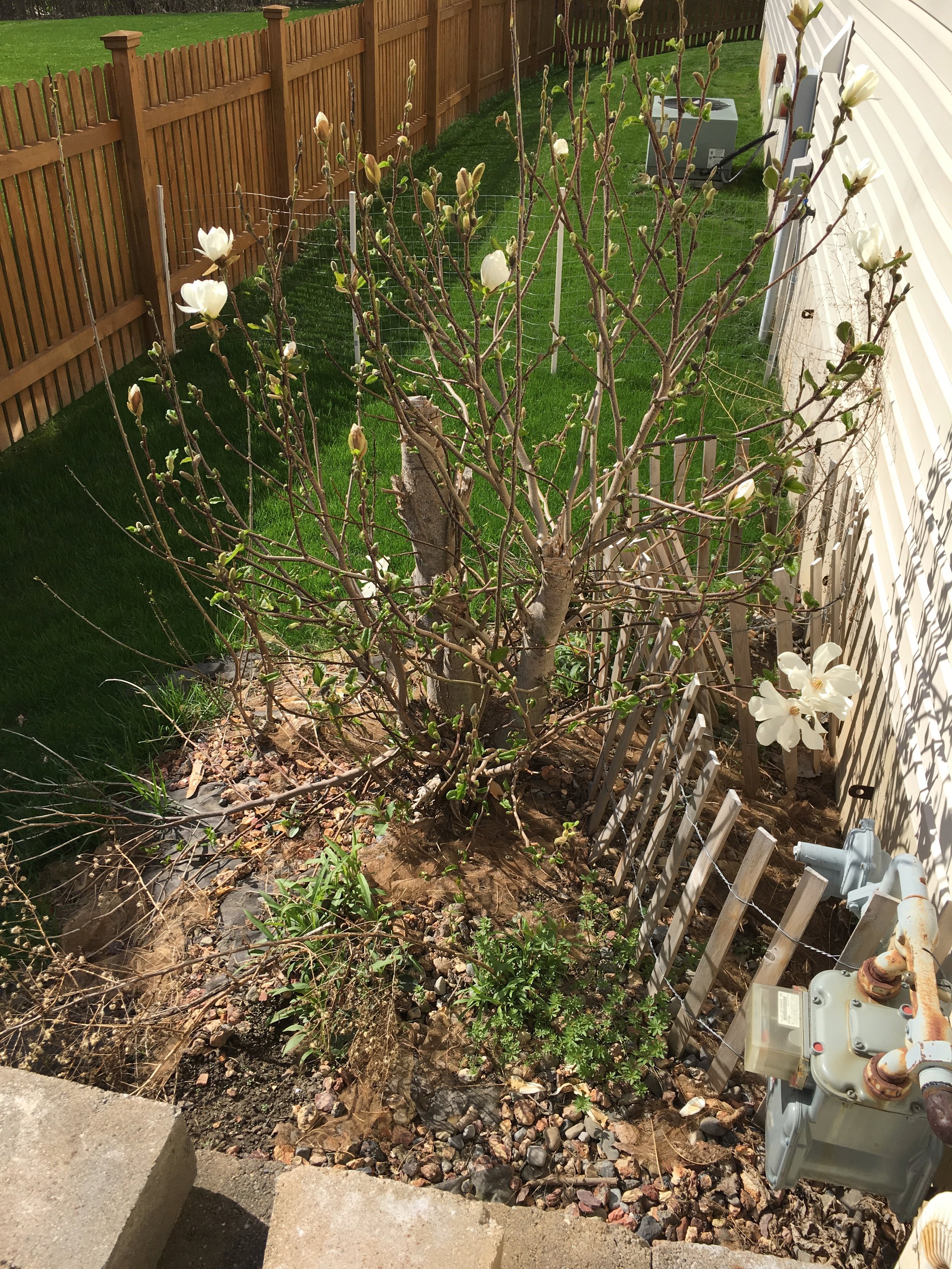 Stump at the side of house