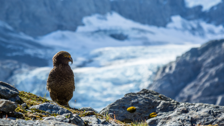 Kea - reduced size.png