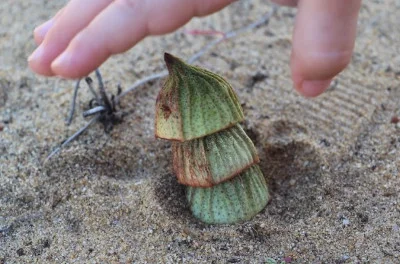 Stacking Seed Pods (2).jpg