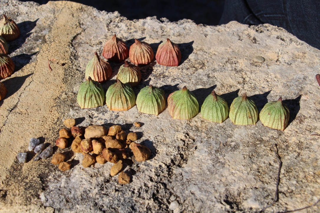 Sorting seed pods.jpg