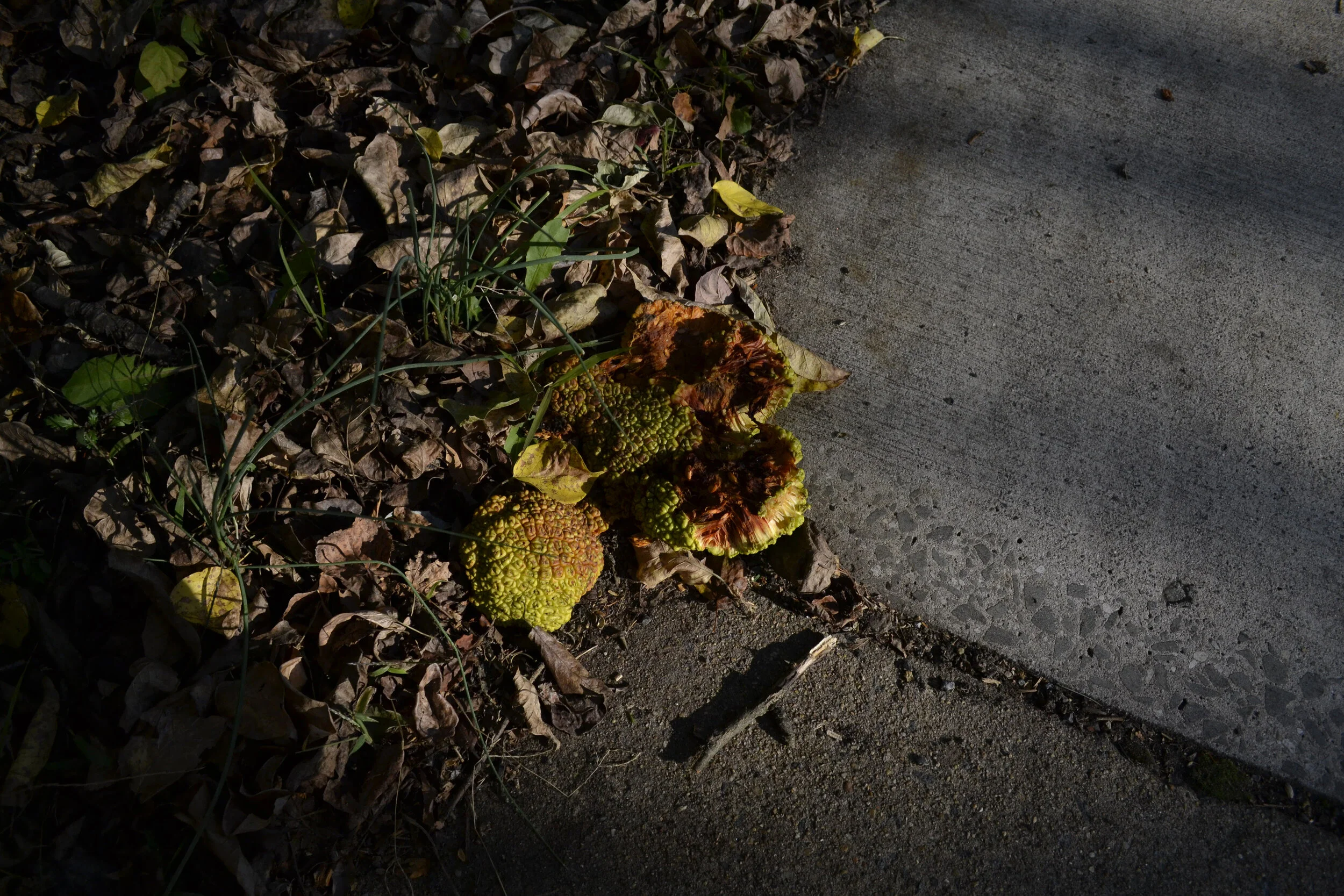 010. 20201108_JAD_0142.JPG