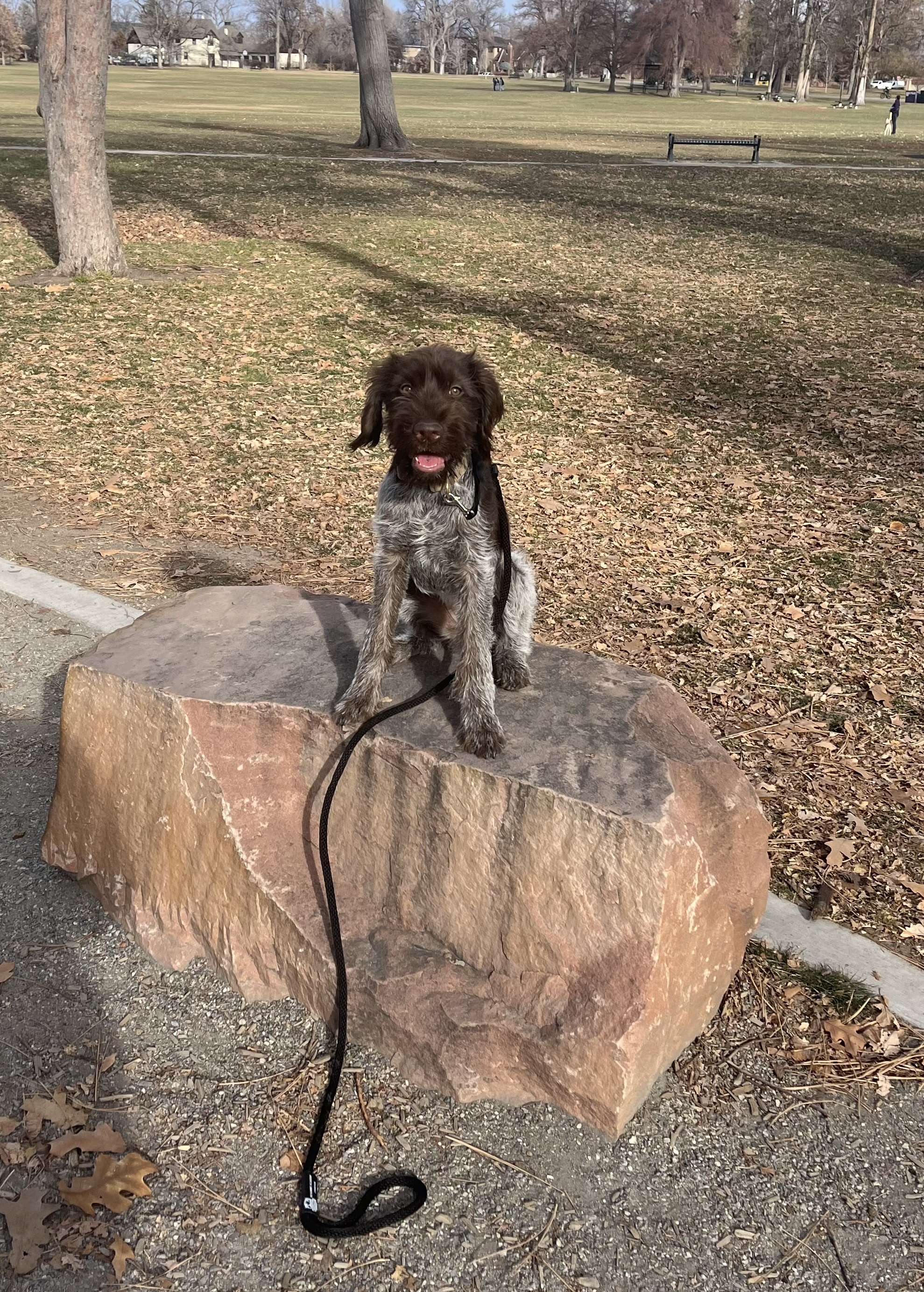 Best Dog Trainer in Denver 