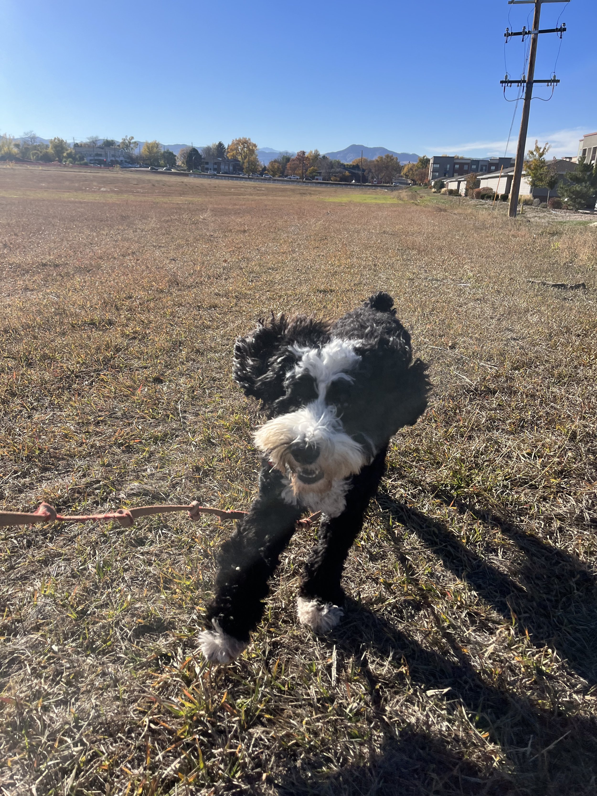 Best dog trainer for off leash 