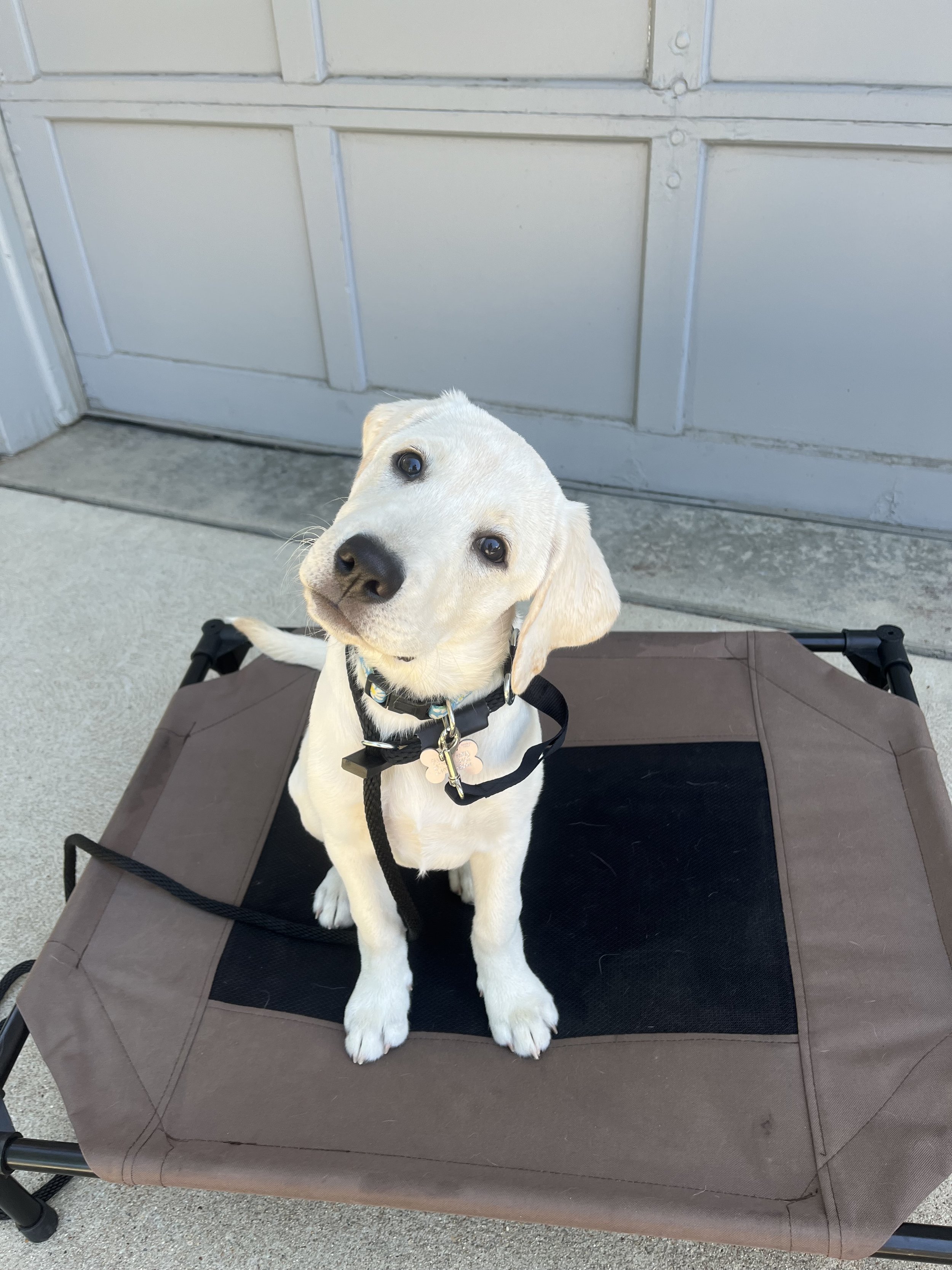 Denver's best puppy trainer