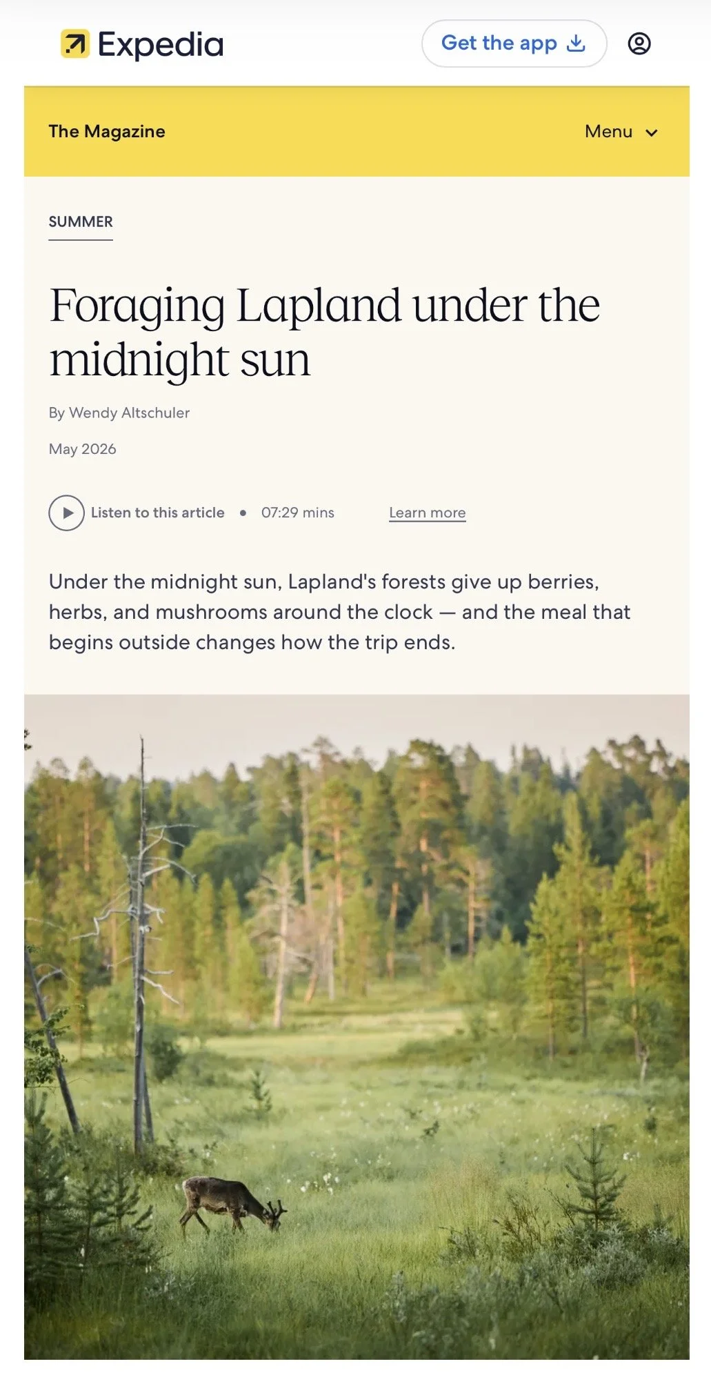 Foraging Lapland under the midnight sun