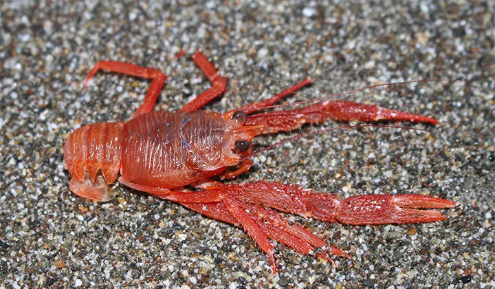 redcrab_Sones.jpg