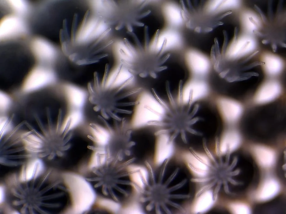 bryozoan_j-tuberculata.jpg