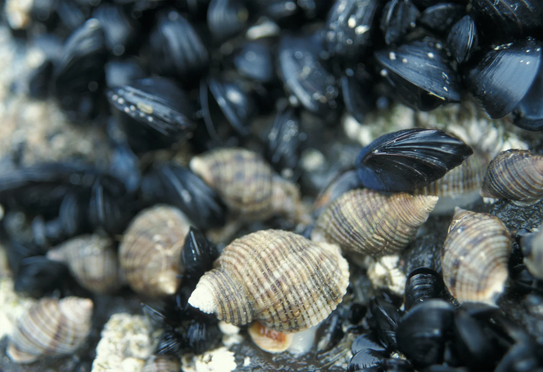 Are community dynamics influenced by natural selection on the traits of drilling snails ( Nucella canaliculata )? Photo: Eric Sanford.