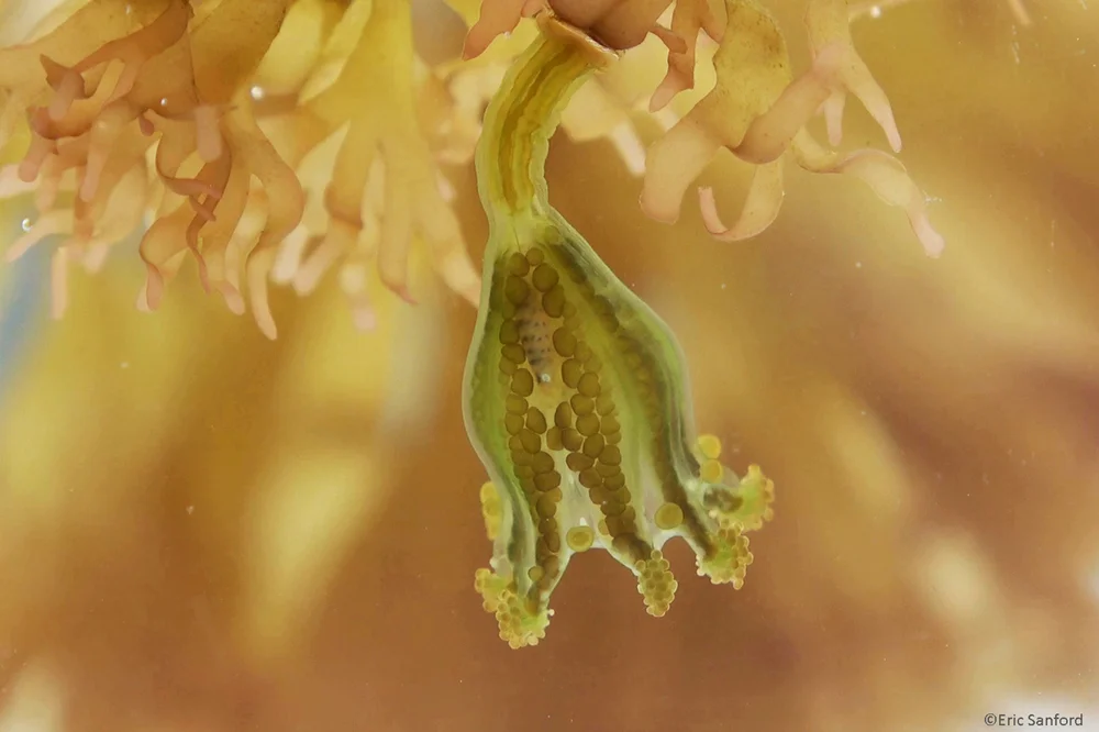 Unidentified staurozoan ( Haliclystus sp.) from Bodega Bay.