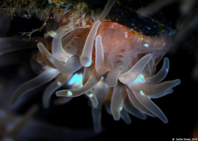 Unidentifed sea anemone washed ashore in Bodega Bay on Japanese tsunami marine debris.
