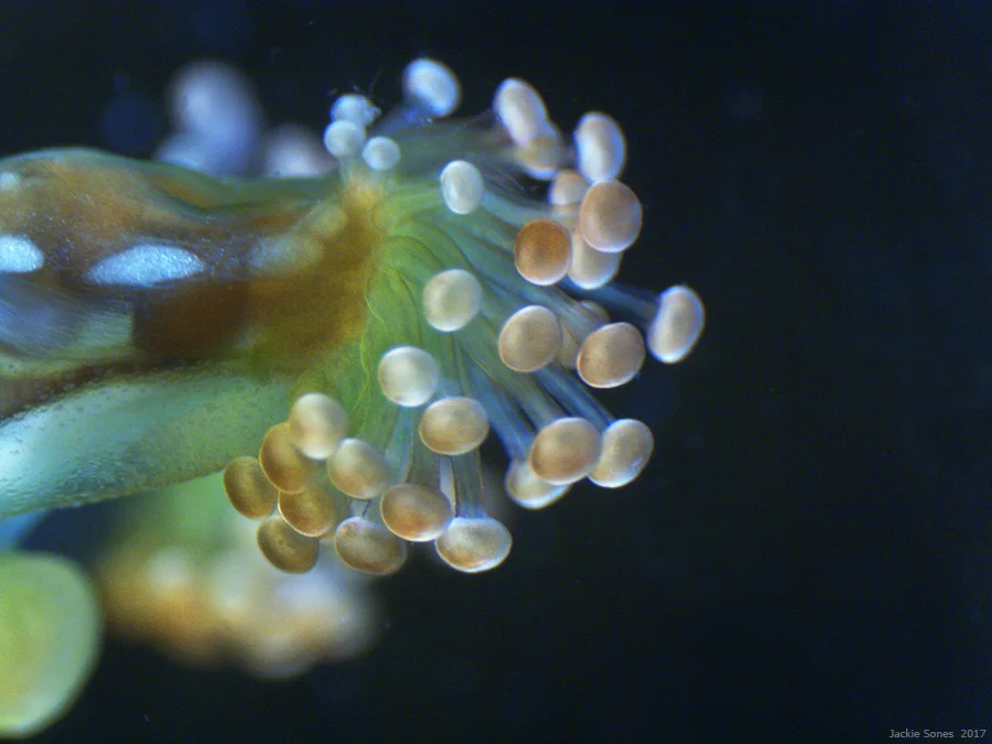 Close-up of staurozoan tentacles.