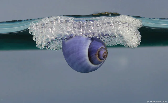 Purple Sea Snail ( Janthina umbilicata ) washed ashore in Bodega Bay in January 2016.