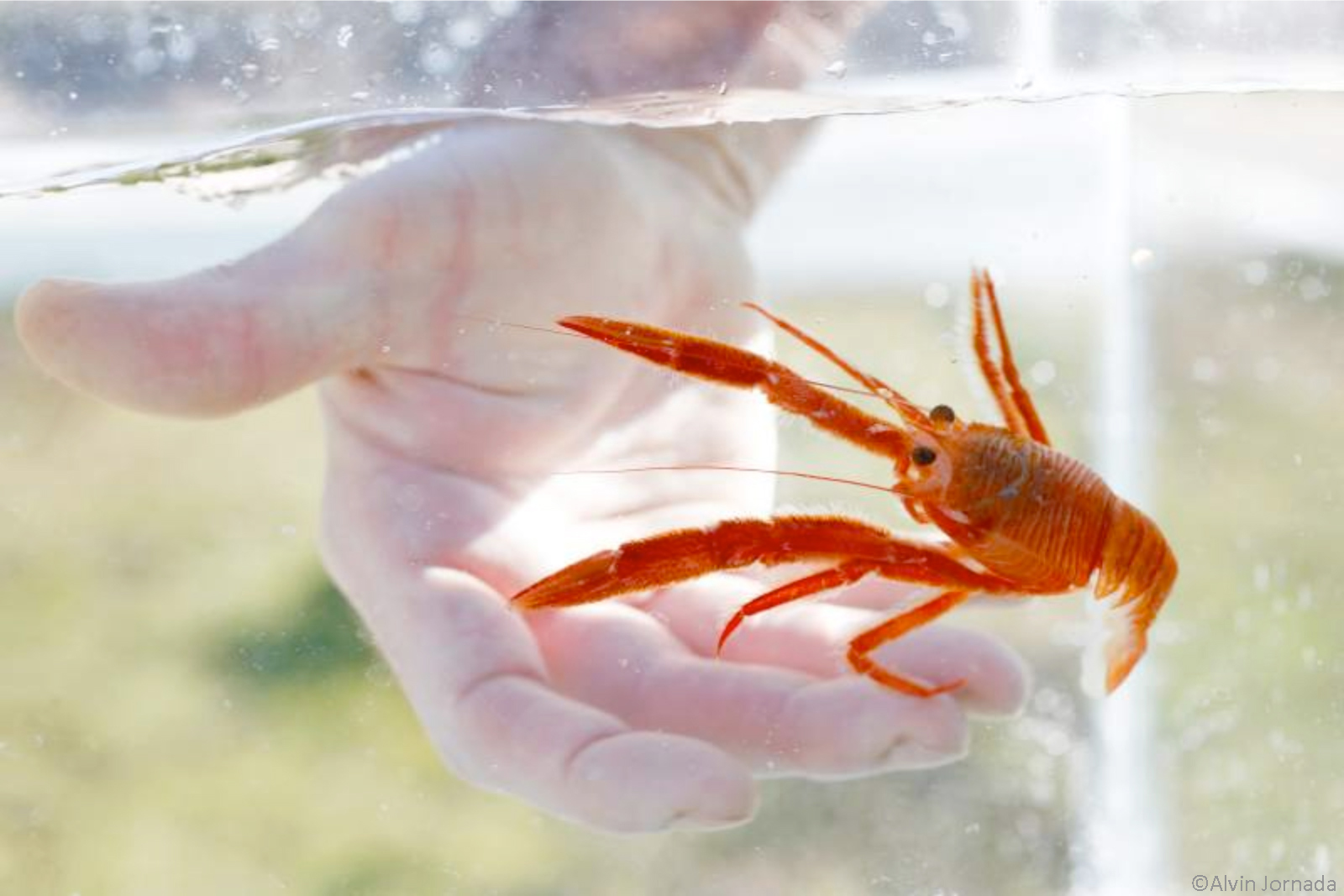 red_crab_AJ.jpg