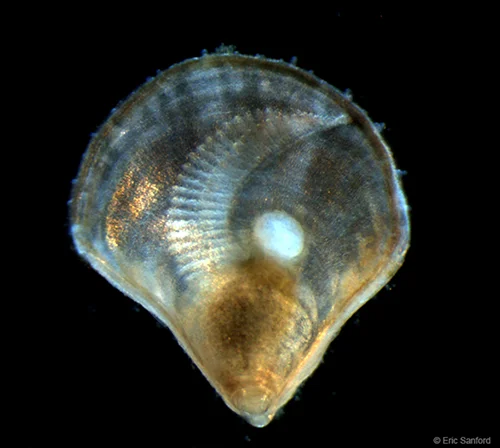 Oyster_juvenile_Sanford.jpg