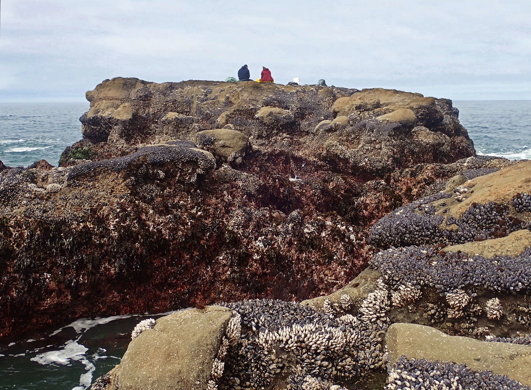 sanford_longman_cape_arago2_2019.jpg