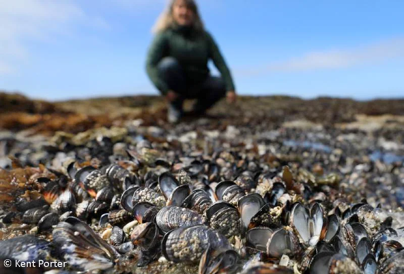 mussel_mortality.jpg
