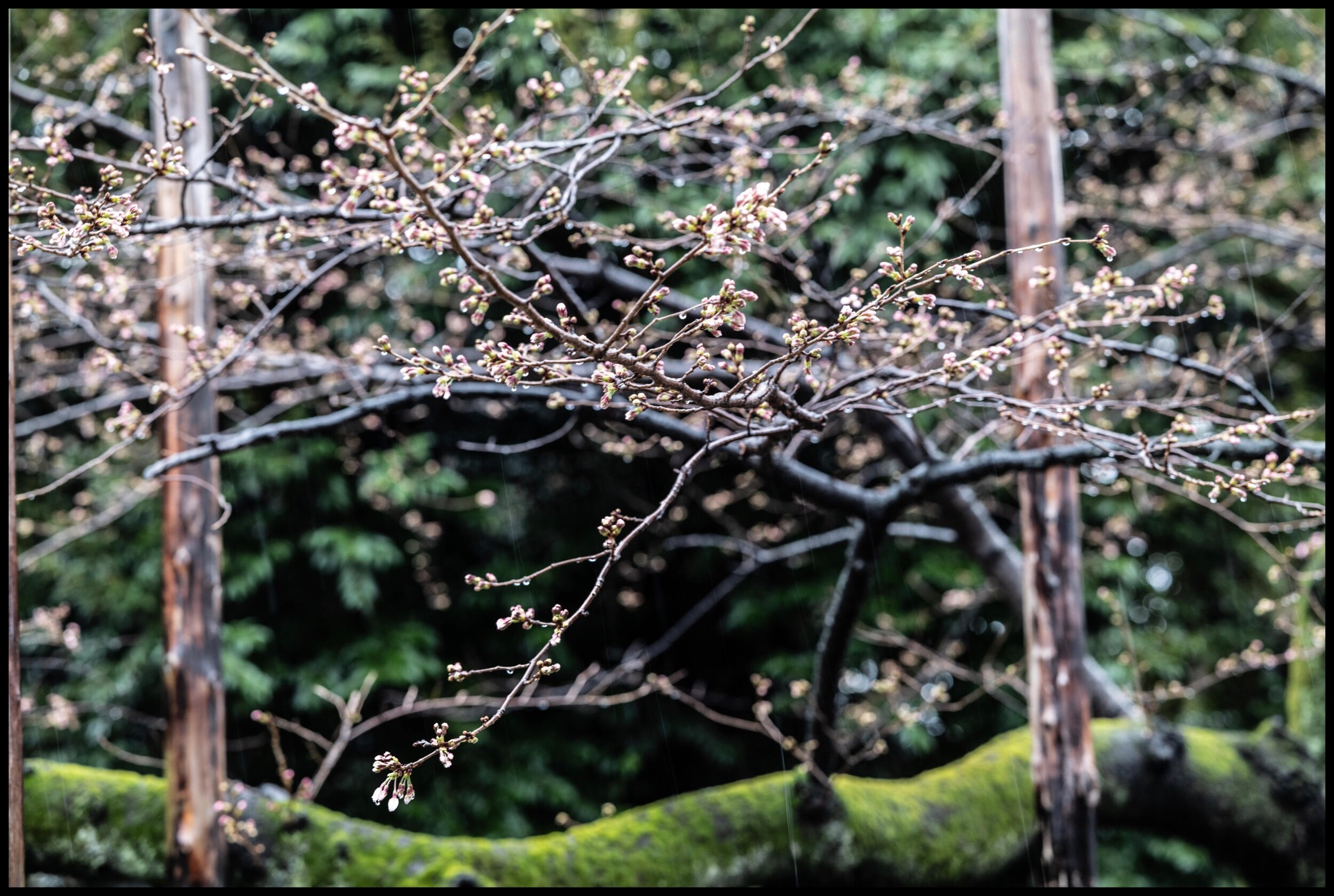  The Japan Meteorological Agency (JMA) announced on March 14th that it observed cherry blossoms blooming in central Tokyo, the earliest ever recorded in observation history.  The official observation, carried out by a staff member of the Tokyo Metrop