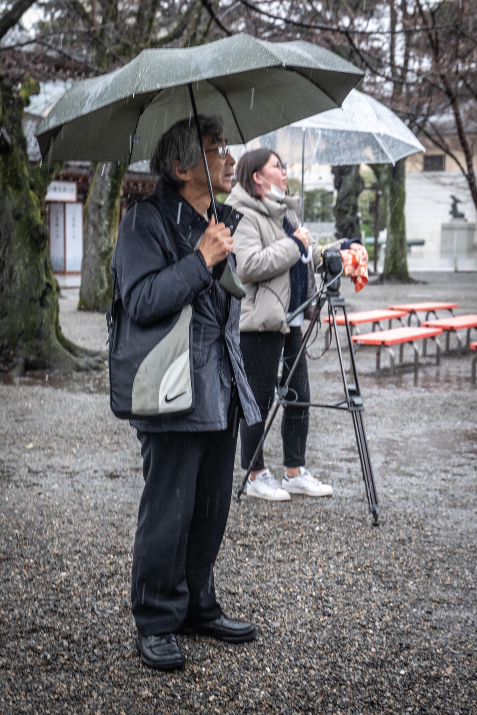  The Japan Meteorological Agency (JMA) announced on March 14th that it observed cherry blossoms blooming in central Tokyo, the earliest ever recorded in observation history.  The official observation, carried out by a staff member of the Tokyo Metrop