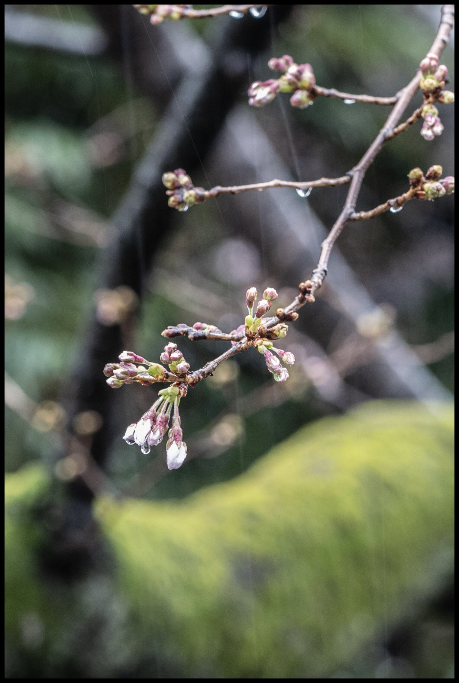  The Japan Meteorological Agency (JMA) announced on March 14th that it observed cherry blossoms blooming in central Tokyo, the earliest ever recorded in observation history.  The official observation, carried out by a staff member of the Tokyo Metrop