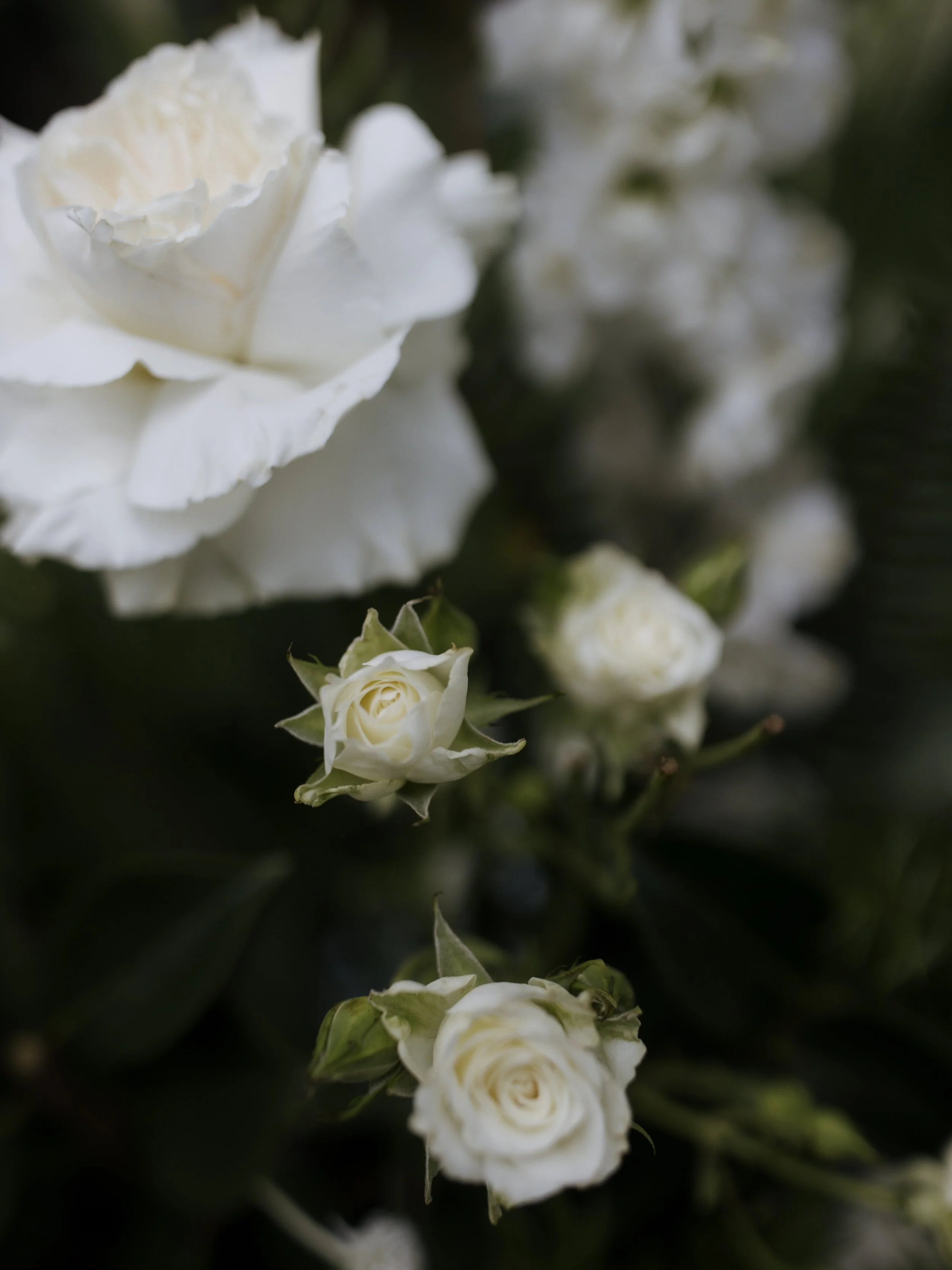 Rainy weather and some time at home has meant I&rsquo;ve delivered some beautiful galleries this week and put the finishing touches on a few wedding albums. I&rsquo;m jumping on a plane today to head north for a wedding before a very exciting June ki