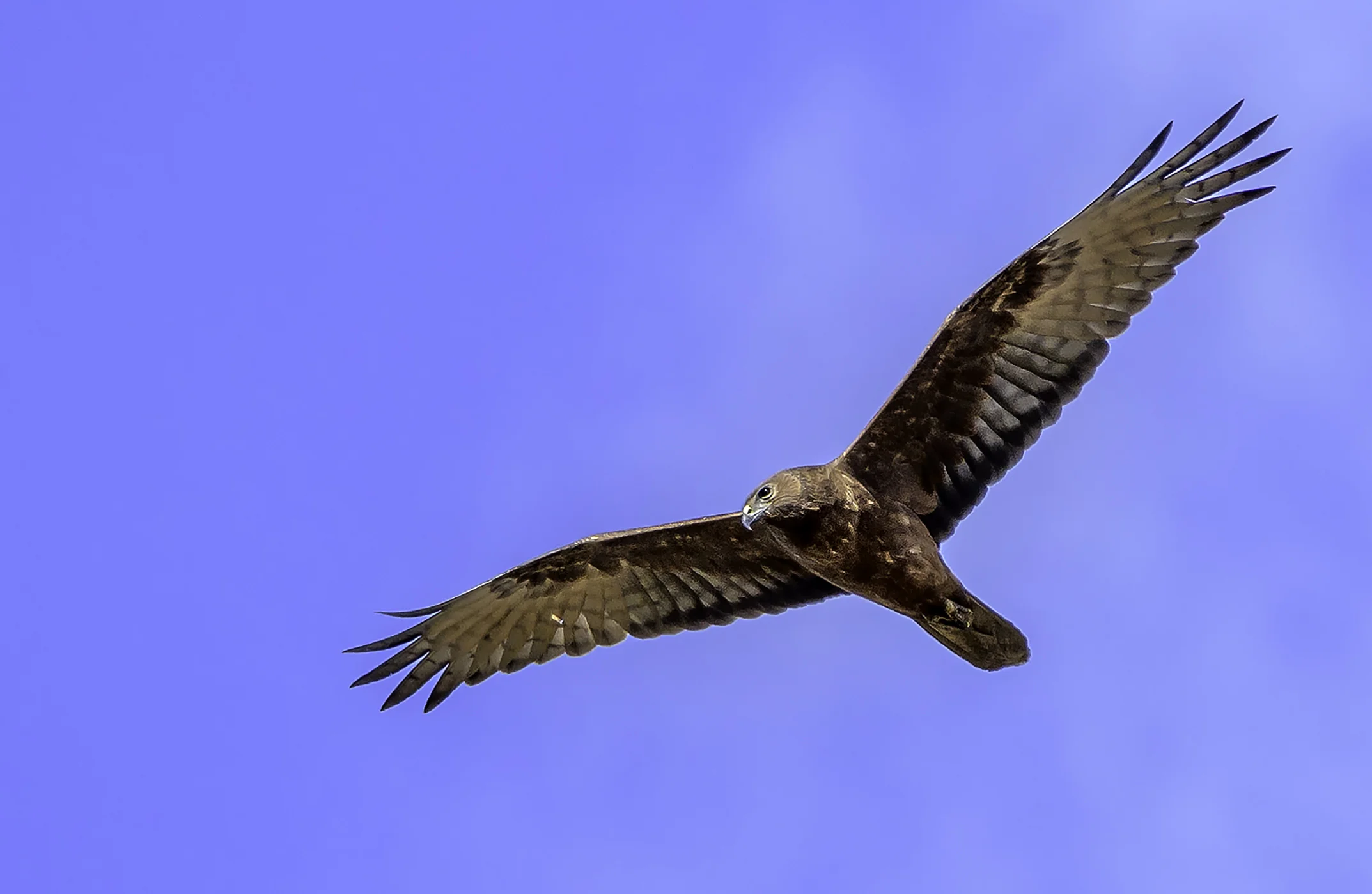 Swamp Harrier in Flight D50_4787.jpg