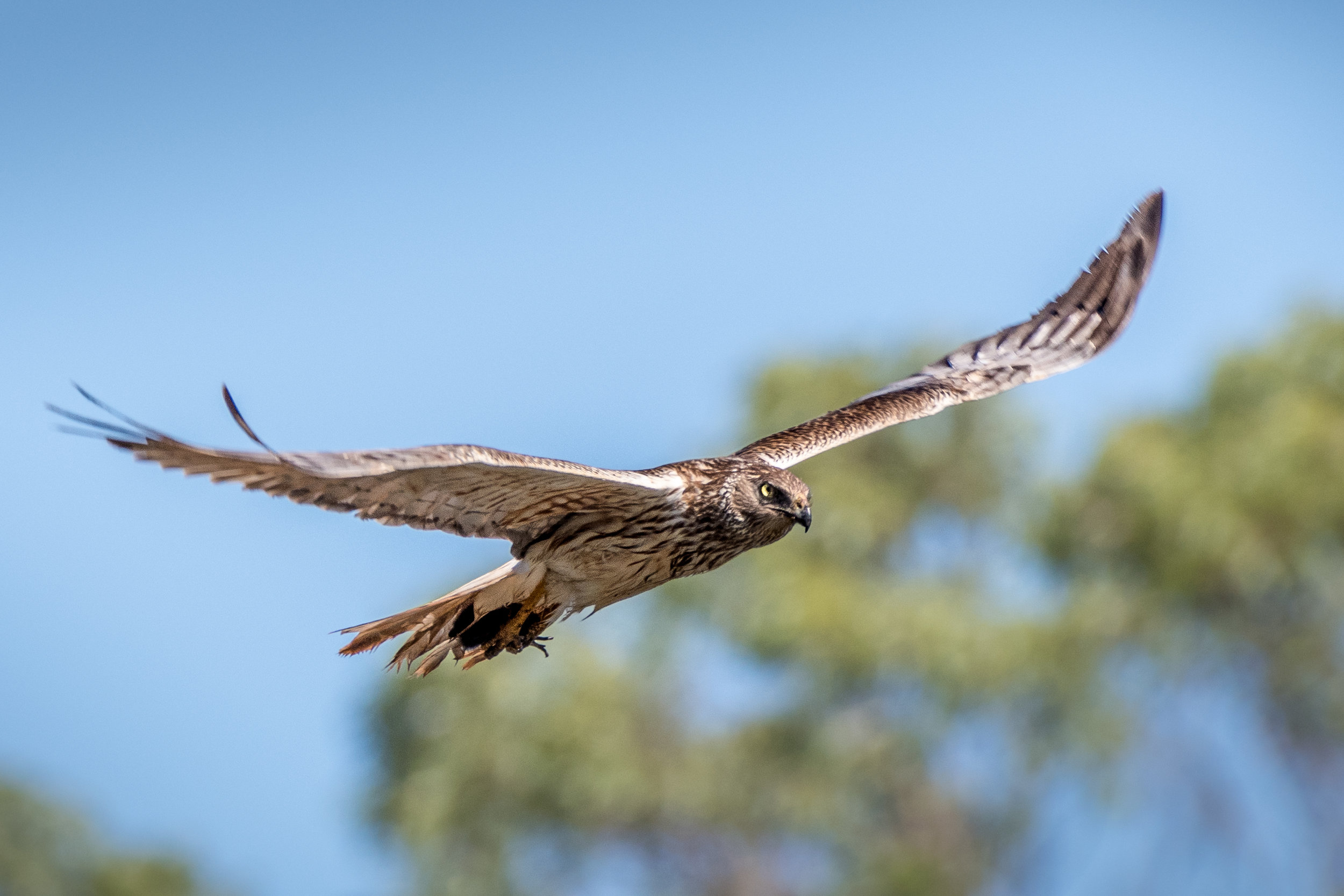 Swamp Harrier with a kill-2.jpg