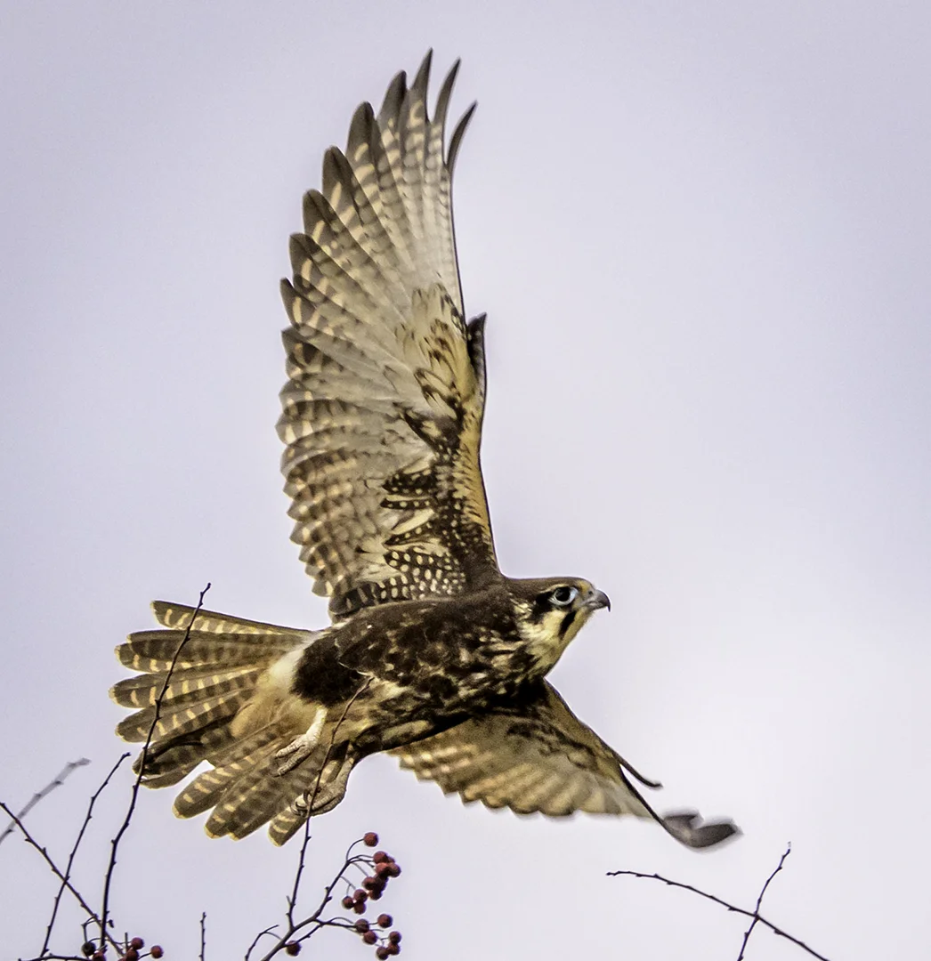 Brown Falcon in flight.jpg